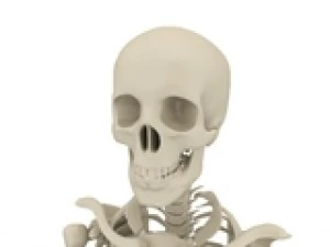 skeleton 3D Model