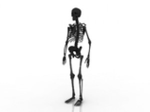 skeleton Model 3D