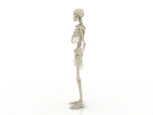 skeleton Model 3D