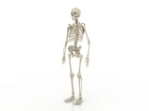 skeleton Model 3D