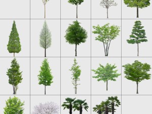 the cut out trees Texturas CG