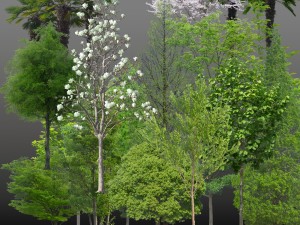 the cut out trees Texturas CG