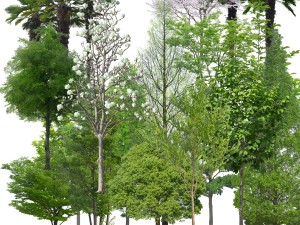 the cut out trees Texturas CG