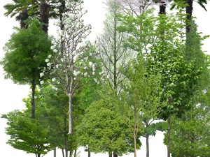 the cut out trees CG Textures