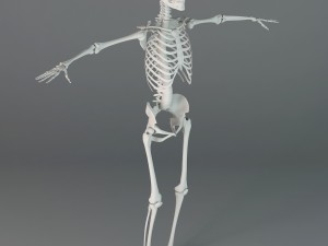 human skeleton 3D Модель