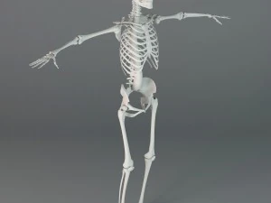 मानव कंकाल 3D मॉडल