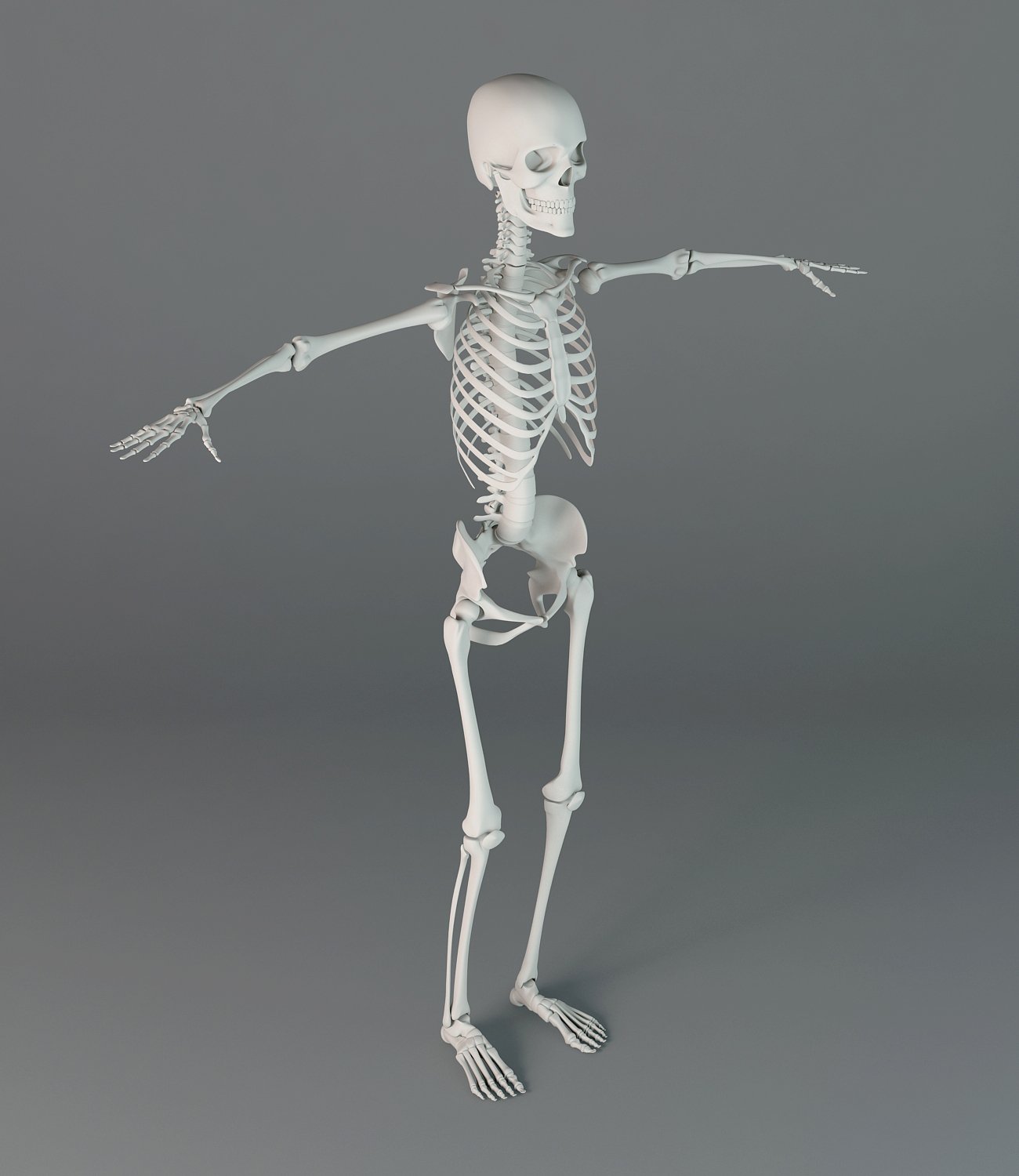 Human Skeleton 3d Model In Anatomy 3dexport