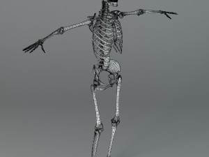 human skeleton Model 3D