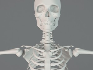 human skeleton Model 3D