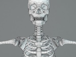human skeleton Model 3D