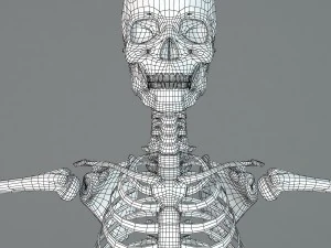 human skeleton 3D Model