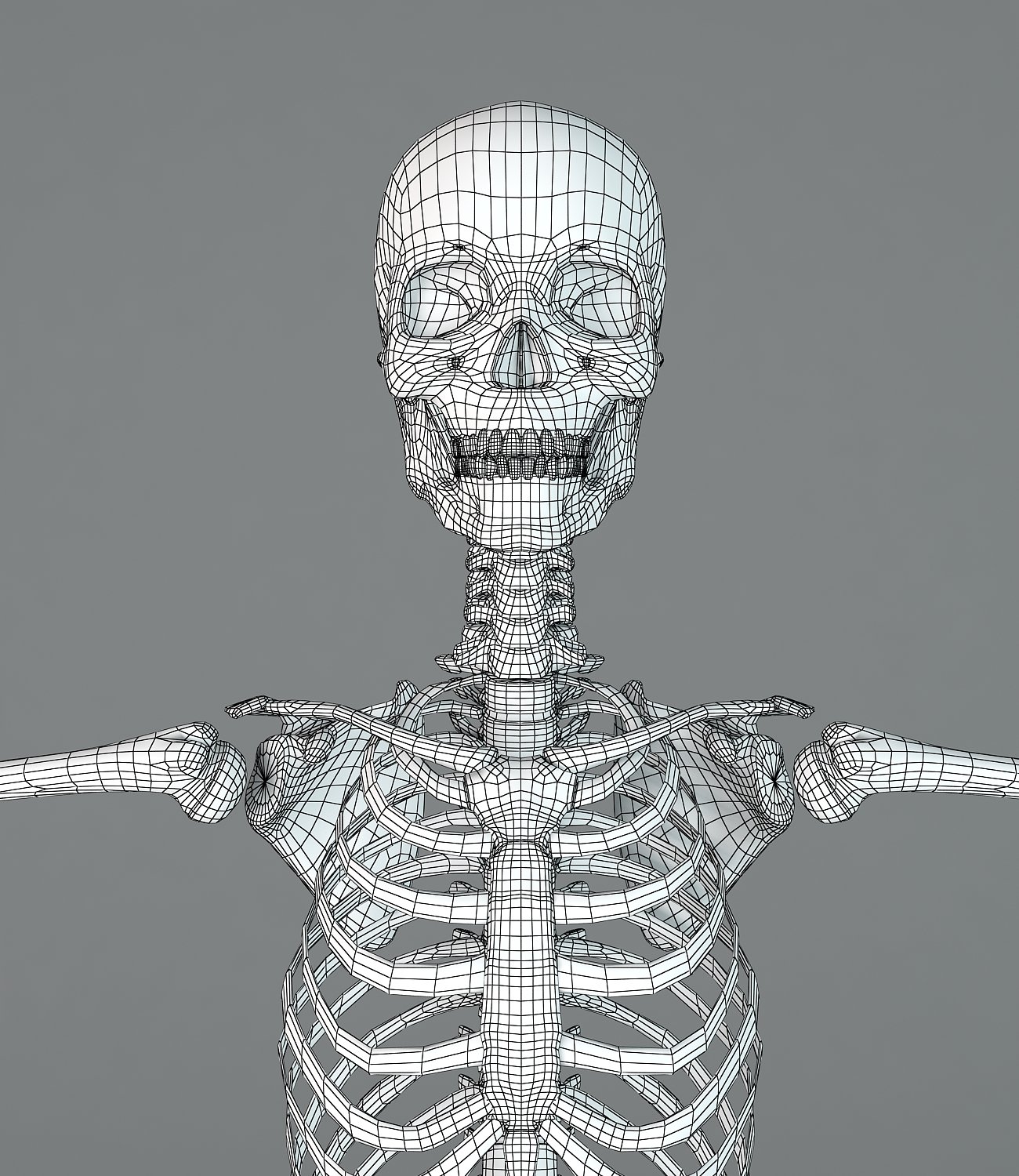 Люди скелеты живые. Скелет в 3/4. Скелет c4d. Скелетные модели 3d. Модель скелета для 3д принтера.