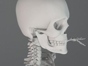 human skeleton Model 3D