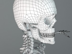 human skeleton Model 3D