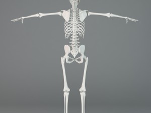 human skeleton Model 3D