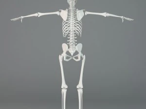 human skeleton 3D Model