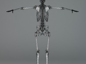 human skeleton Model 3D