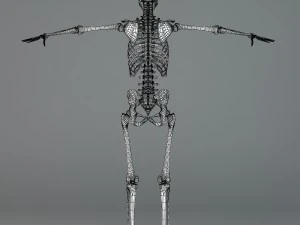 human skeleton 3D Model