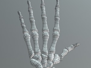 human skeleton Model 3D