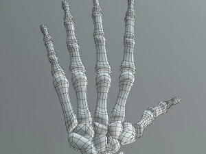 human skeleton 3D Model