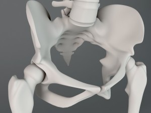human skeleton Model 3D