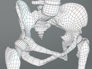 human skeleton Model 3D
