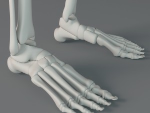human skeleton Model 3D