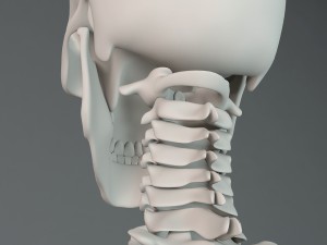 human skeleton Model 3D