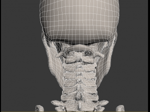 human skeleton Model 3D