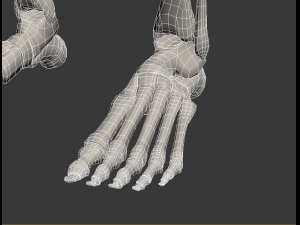 human skeleton 3D Model