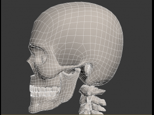 human skeleton Model 3D