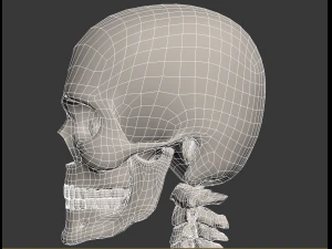 human skeleton 3D Model