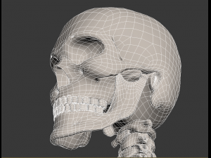 human skeleton Model 3D