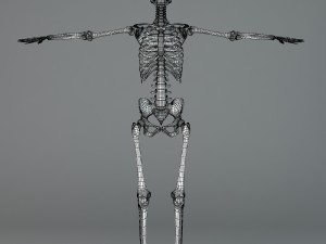 human skeleton Model 3D