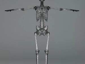 human skeleton 3D Model