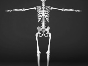 human skeleton Model 3D