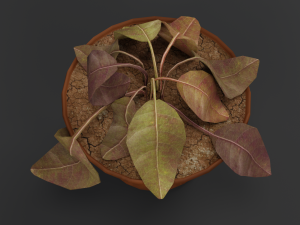 dry flowerpot Model 3D