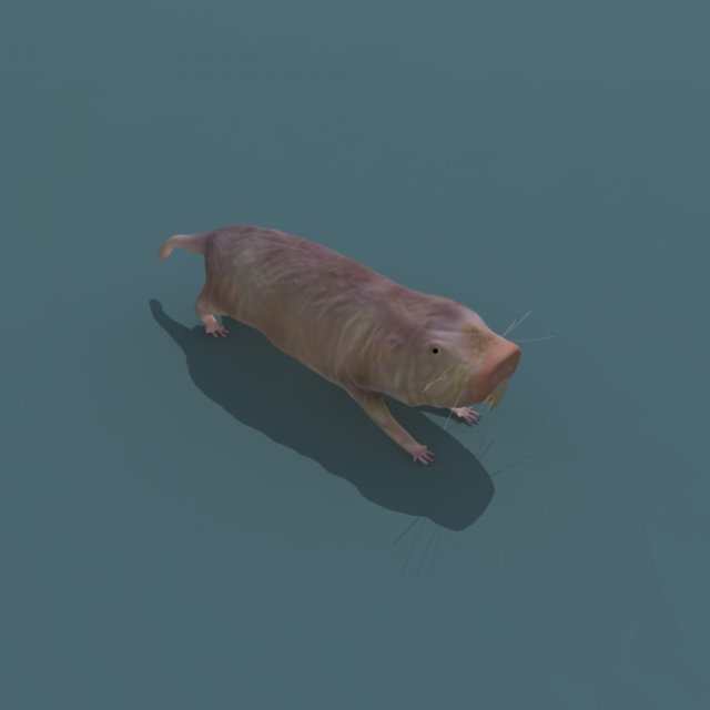 naked mole rat Model 3D .c4d .max .obj .3ds .fbx .stl .blend 