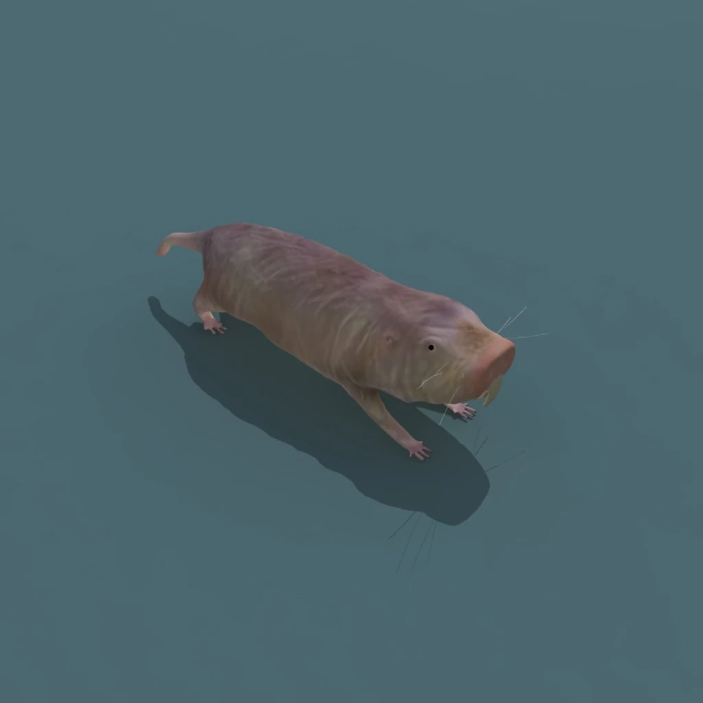naked mole rat 3D Model .c4d .max .obj .3ds .fbx .stl .blend
