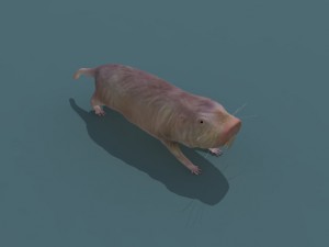 naked mole rat 3D-Modell