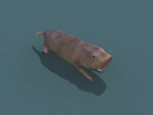 Nacktmulle 3D Modell