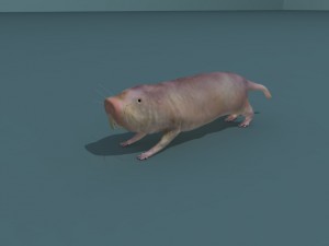 naked mole rat Model 3D