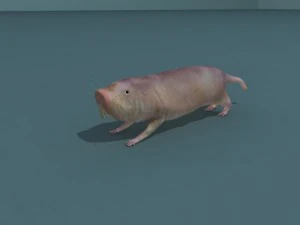 naked mole rat 3D Model