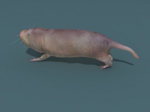 naked mole rat Model 3D