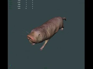 naked mole rat 3D Model