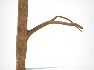 tree Model 3D