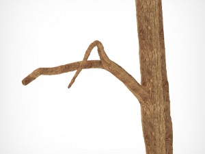 tree 3D 모델