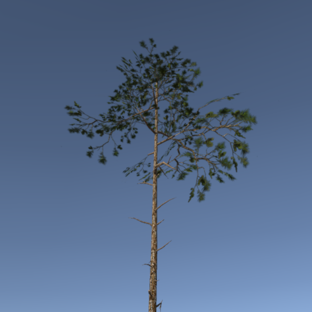 scots pine trees package Modèle 3D .c4d .max .obj .3ds .fbx .stl .blend 