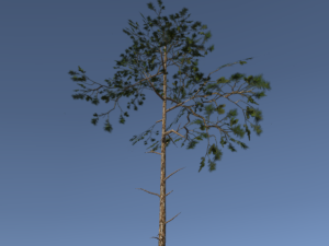 scots pine trees package 3D Model