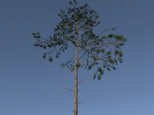 pakket met grove pijnbomen 3D Model